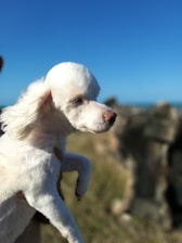A small, white poodle is being held up with a clear blue sky and rocky landscape in the background. The dog's fur is neatly groomed, and its eyes are closed as it faces the sunlight.