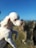 A small, white poodle is being held up with a clear blue sky and rocky landscape in the background. The dog's fur is neatly groomed, and its eyes are closed as it faces the sunlight.