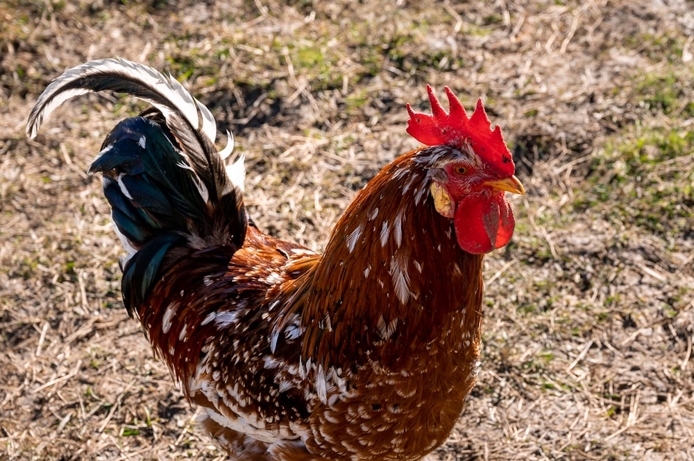 brown and black rooster on green grass during daytime