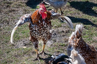 A rooster with vibrant red and white plumage stands on grassy ground with wings slightly spread, surrounded by other chickens pecking at the earth.