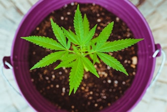 A young cannabis plant with vibrant green leaves is planted in soil within a purple bucket. The plant is viewed from above, highlighting its symmetrical leaf pattern and the contrasting colors of the bucket and soil.