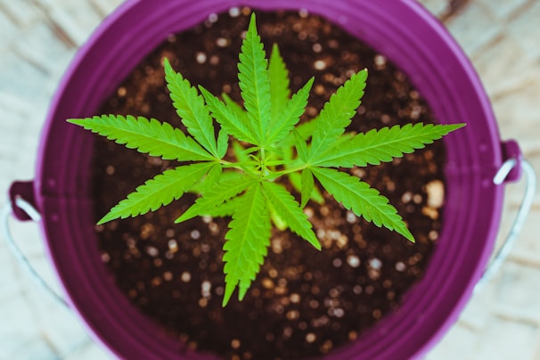 A young cannabis plant with vibrant green leaves is planted in soil within a purple bucket. The plant is viewed from above, highlighting its symmetrical leaf pattern and the contrasting colors of the bucket and soil.