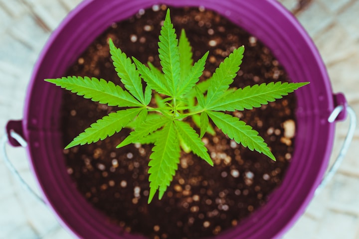 How to Grow Cannabis Outside: A Beginner's Guide to Outdoor Cultivation