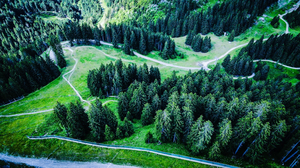 pini verdi su campo di erba verde durante il giorno