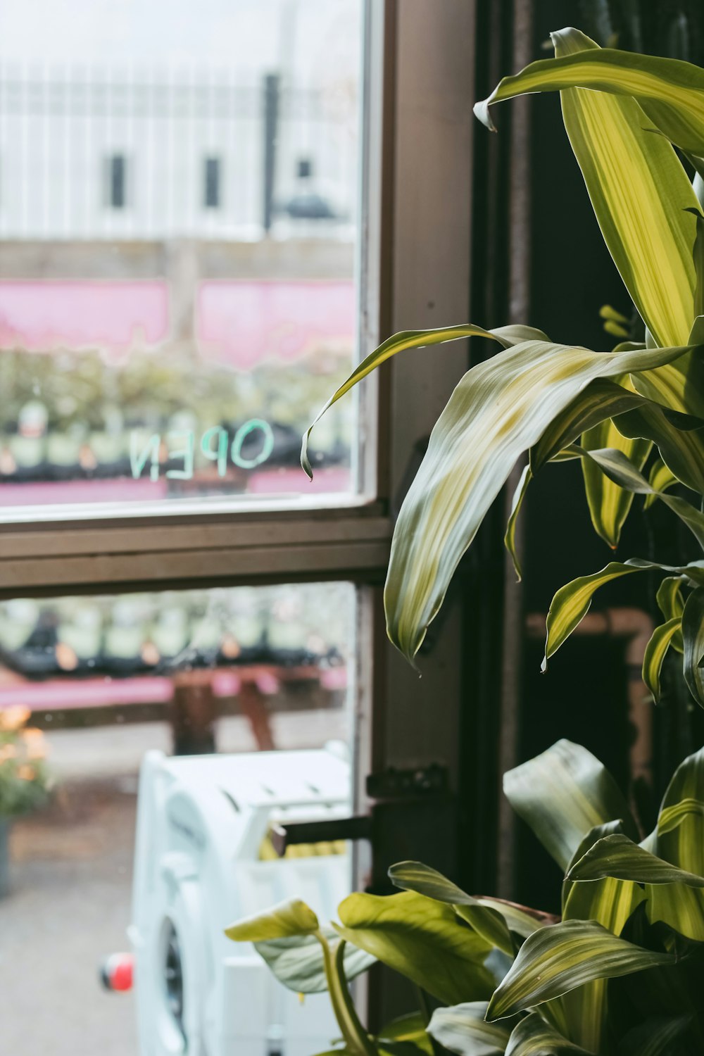 green and yellow plant in front of brown wooden framed glass window