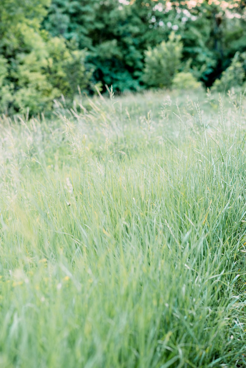 green grass field during daytime