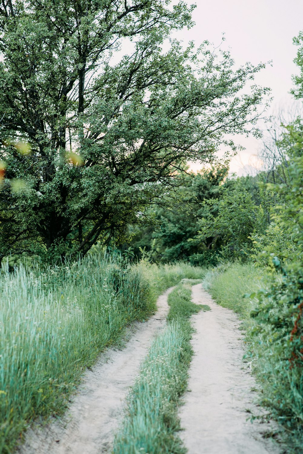 green grass and trees during daytime