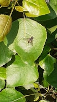 A close-up view of a vibrant green leaf with sunlight highlighting its texture. A small insect with a black and yellow striped body perches on the leaf, adding a natural point of interest. Surrounding the main leaf are other leaves, contributing to a lush, verdant background.