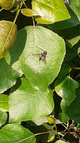 A close-up view of a vibrant green leaf with sunlight highlighting its texture. A small insect with a black and yellow striped body perches on the leaf, adding a natural point of interest. Surrounding the main leaf are other leaves, contributing to a lush, verdant background.
