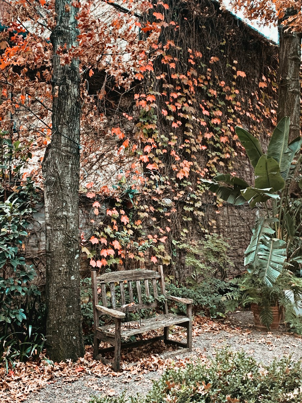 brown wooden bench under red and green leaves tree