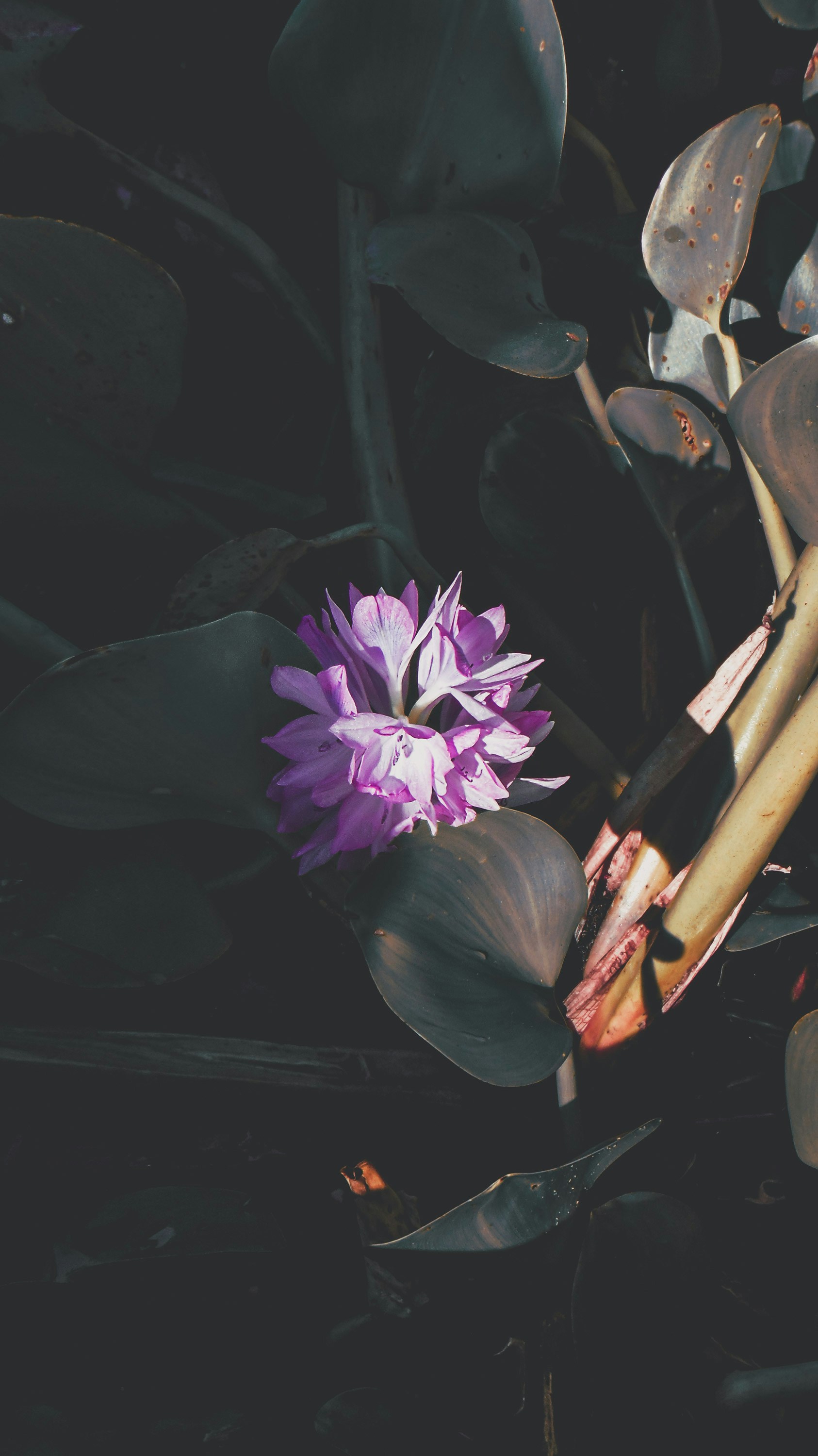 Water Hyacinth Hd Wallpaper