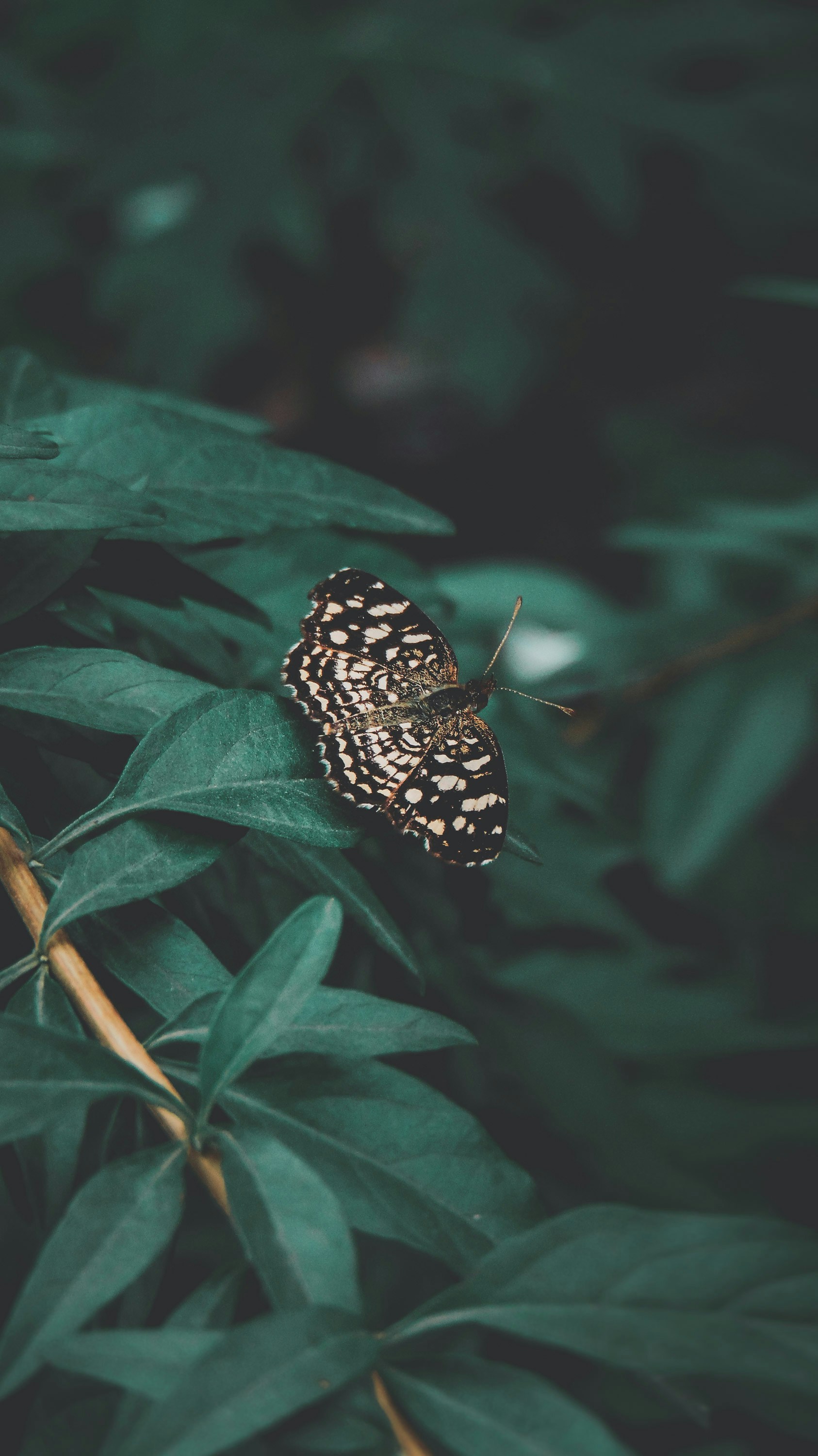 Photo by lucasvphotos