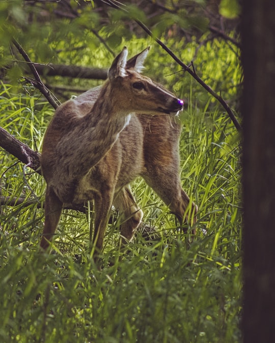 brown deer on green grass field during daytime in Winnipeg Canada