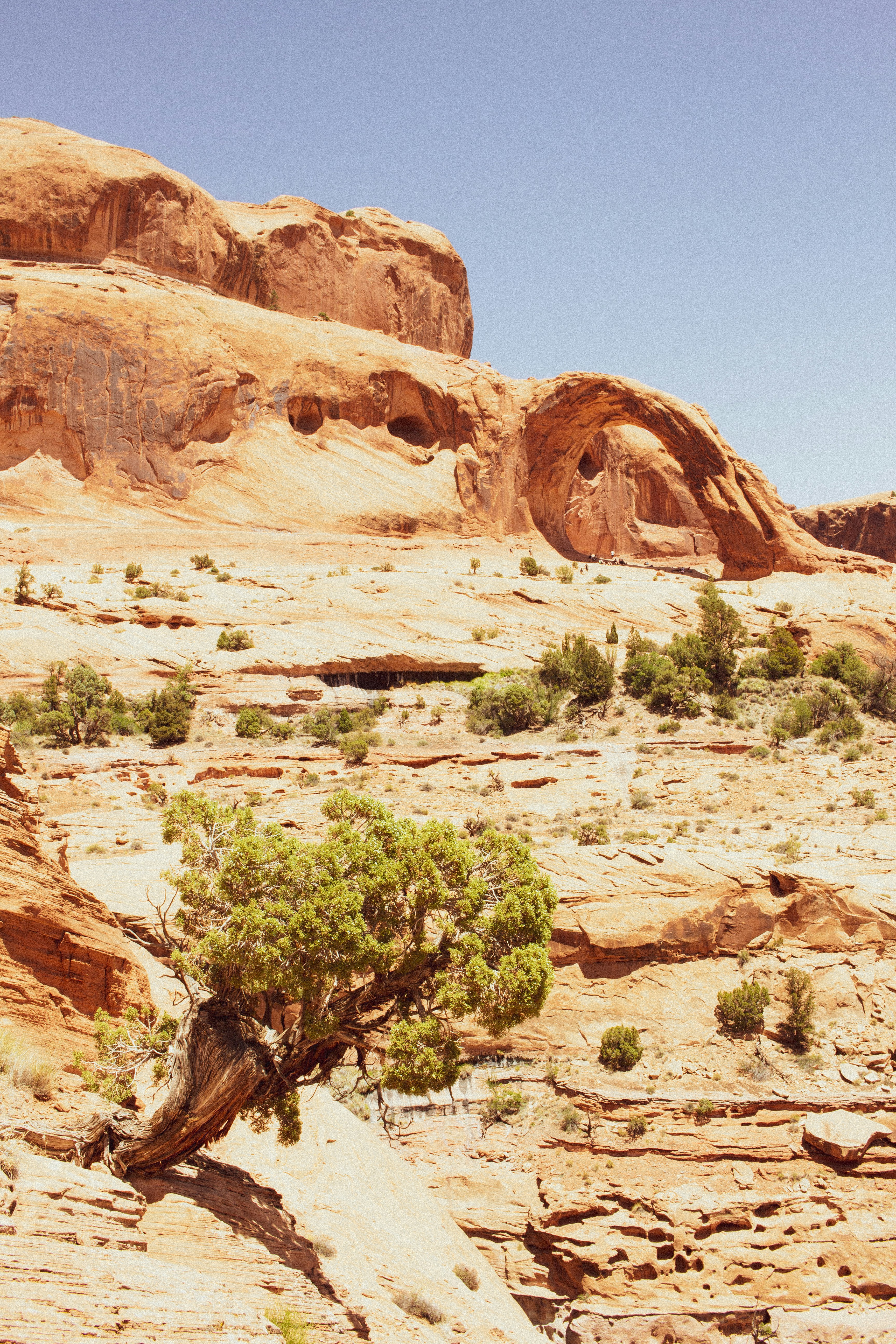 green trees on brown rock formation during daytime