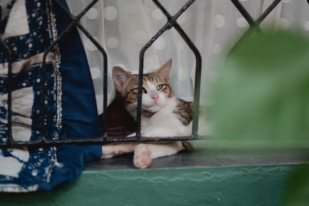 brown and white cat on green table