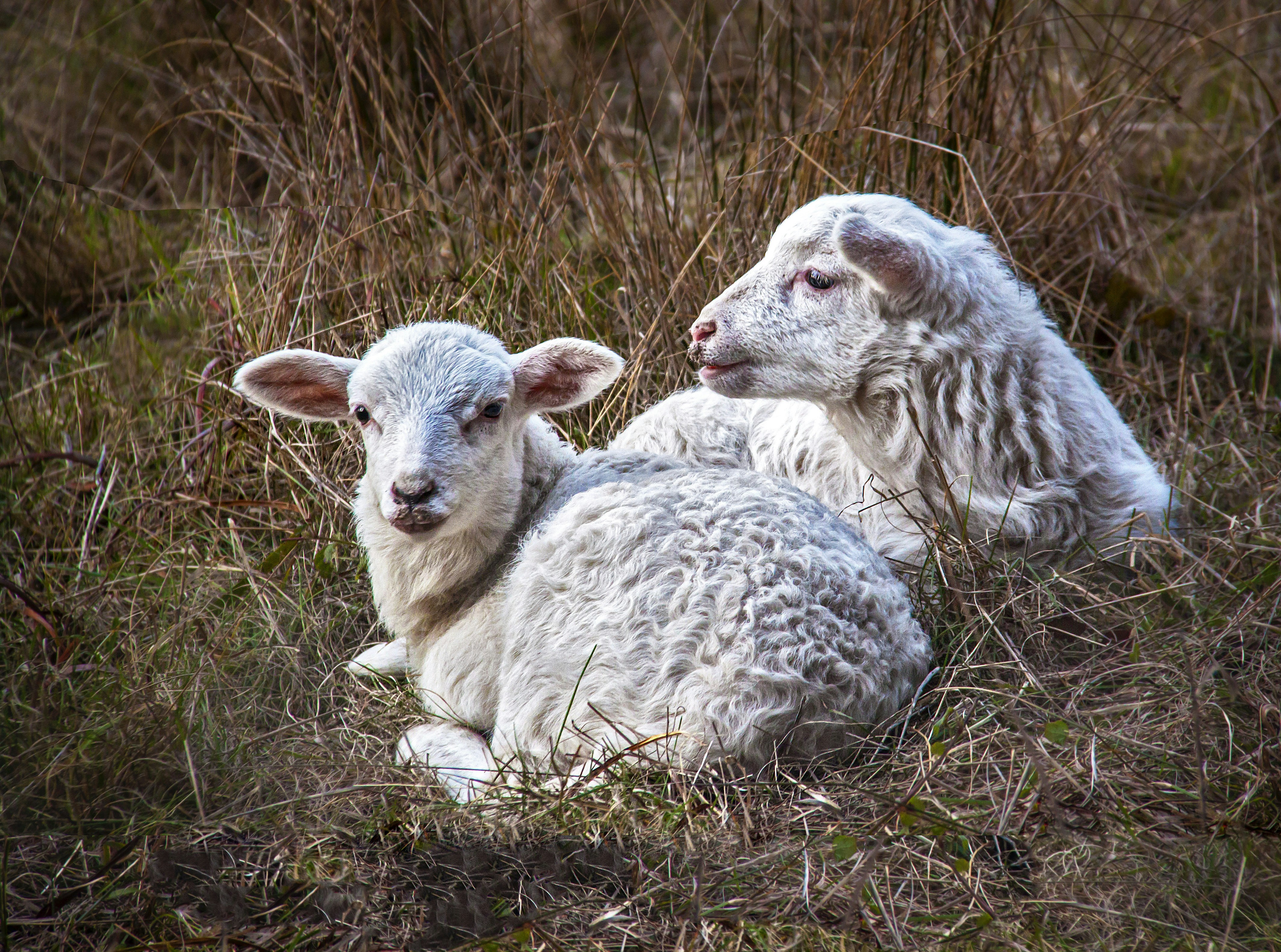 Photo by sterlinglanier