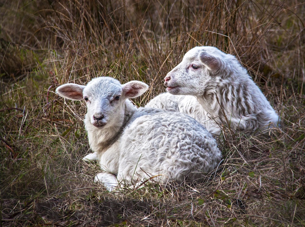 昼間は緑の芝生の上に2匹の白い羊
