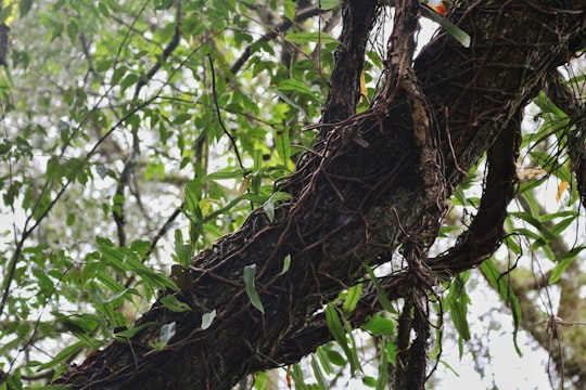 brown tree branch in tilt shift lens in Salta Argentina