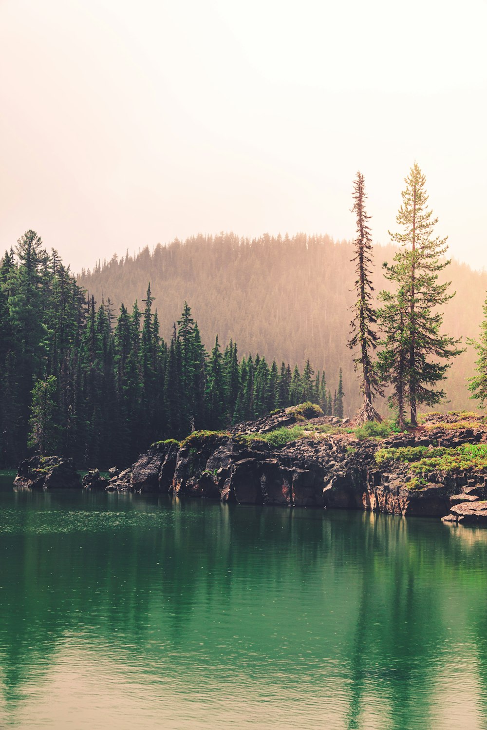 green trees beside body of water during daytime