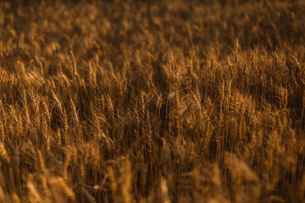 brown grass field during daytime