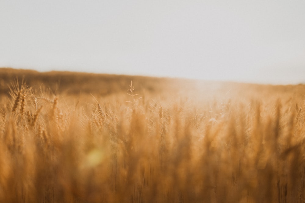 brown grass field during daytime