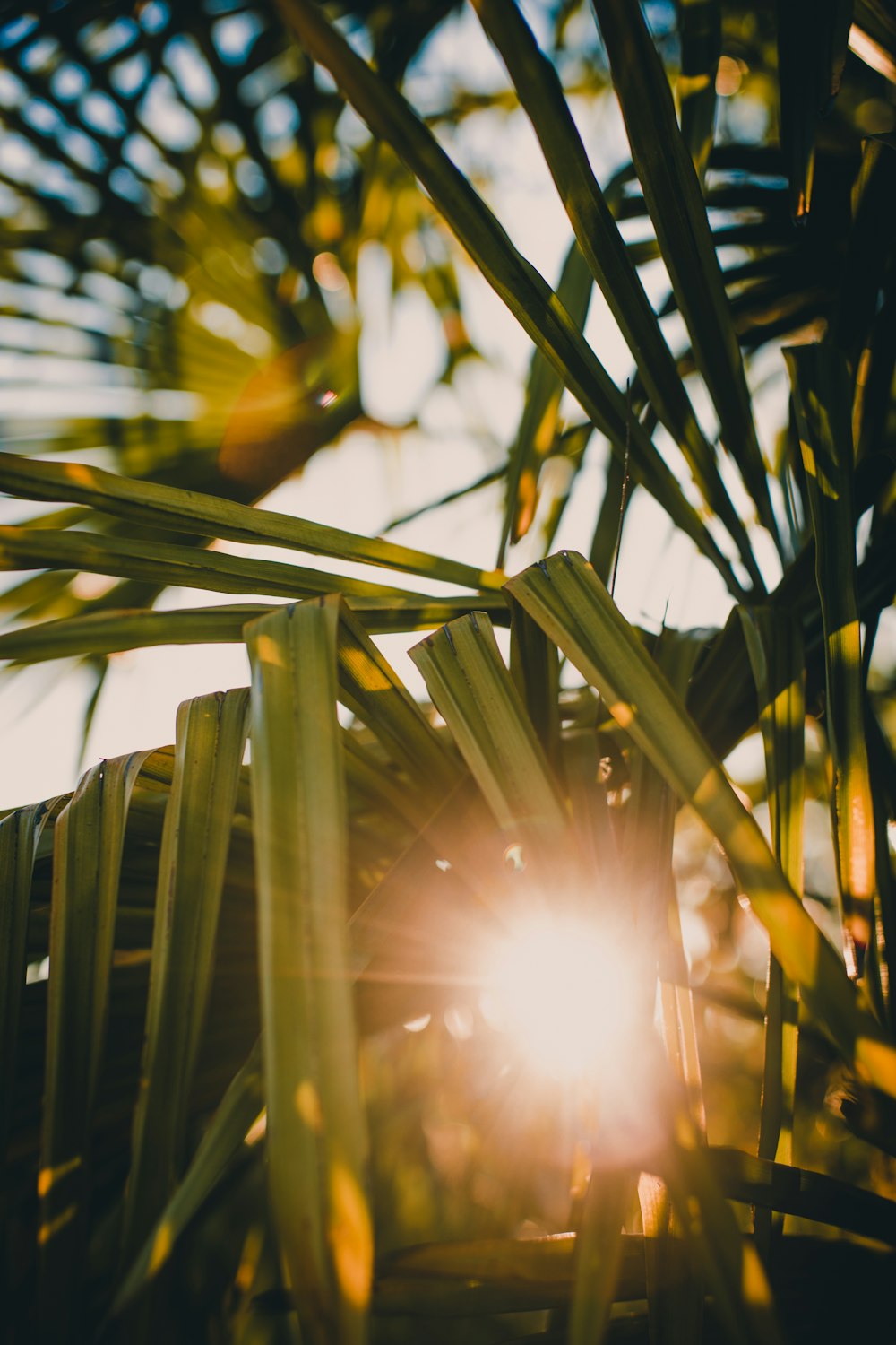 green leaf plant during daytime