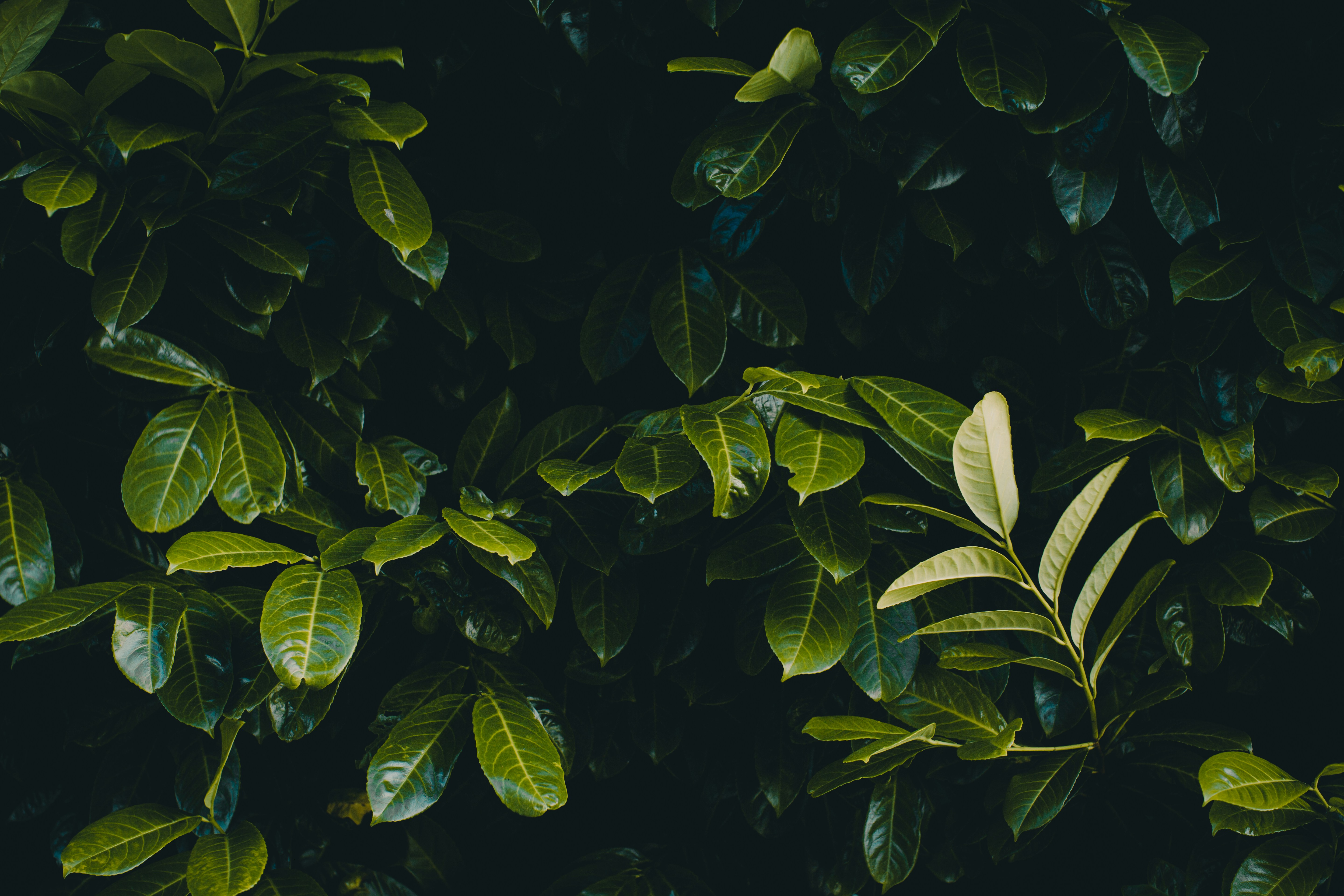 Photo by waylandmedia