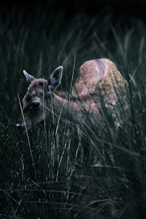 A fawn gently grazes among tall, dense grasses in a dimly lit forest environment. Its light brown fur is adorned with white speckles, blending with the natural surroundings.