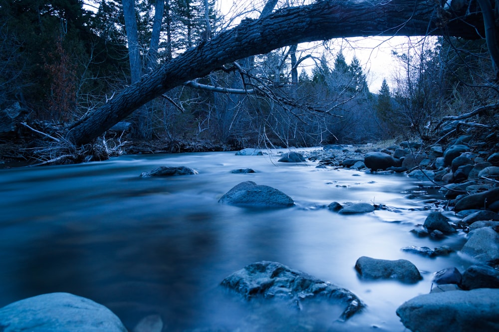 river between trees during daytime