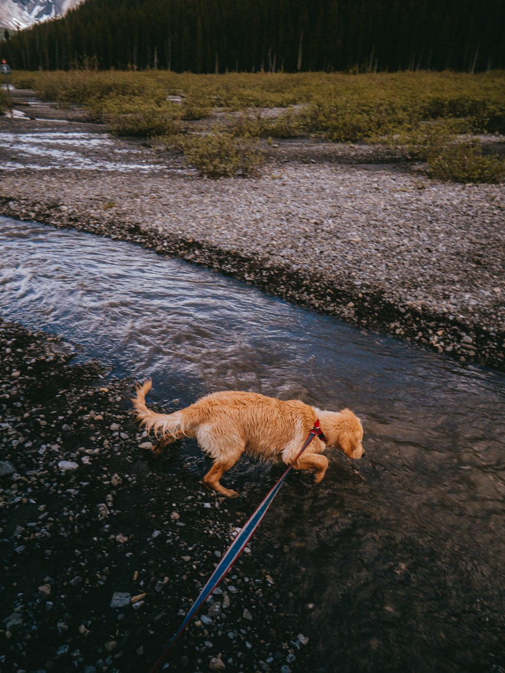 golden retriever running on river during daytime