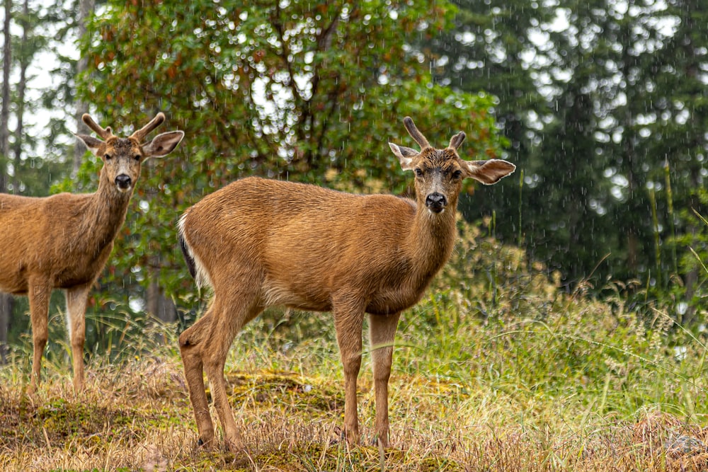 brown deer on brown grass during daytime