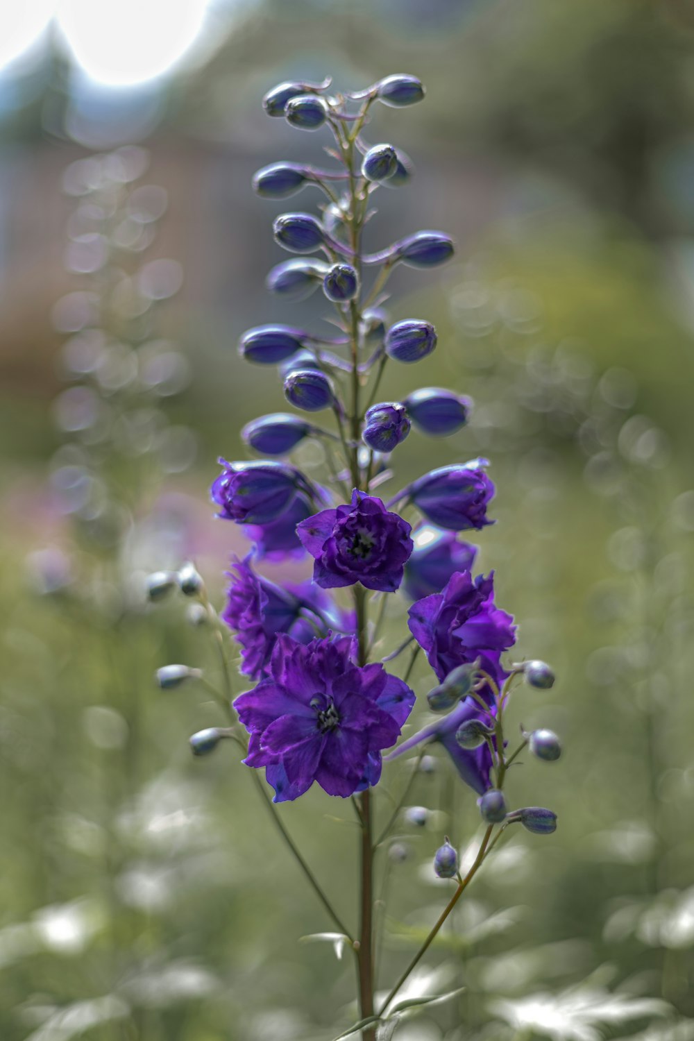 purple flower in tilt shift lens