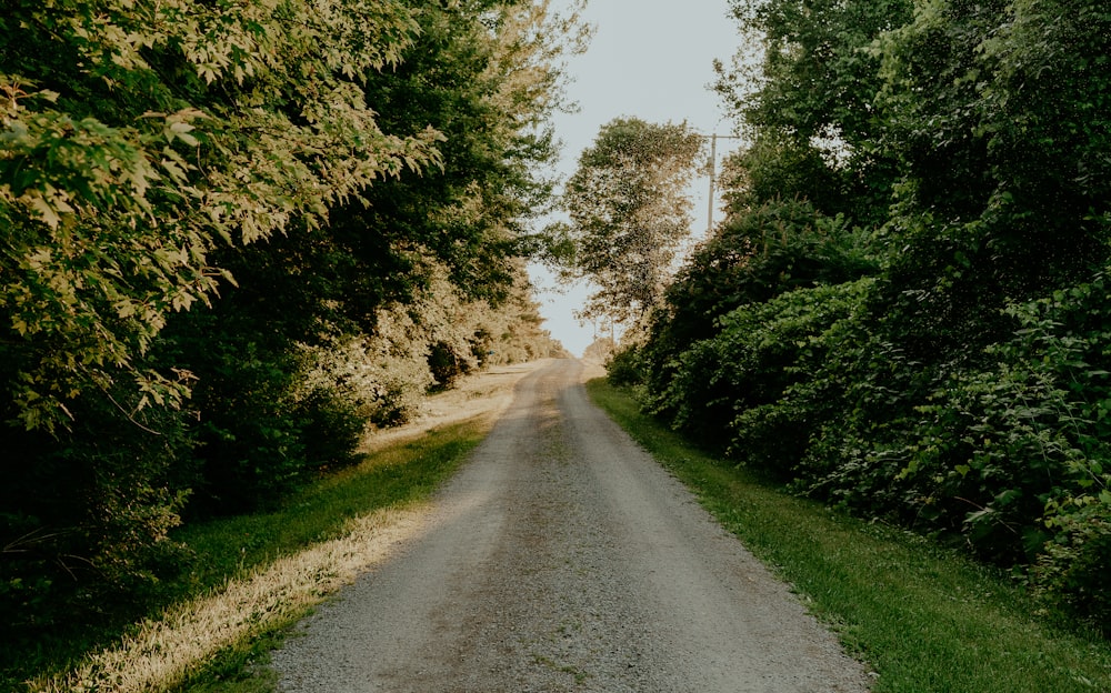 gray asphalt road between green trees during daytime