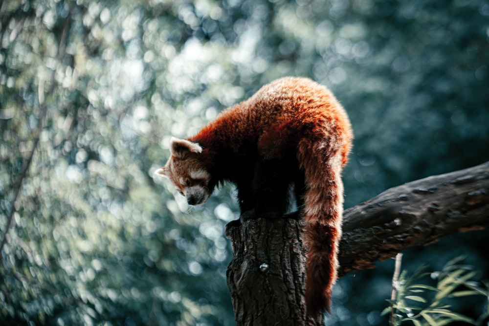 panda vermelho no tronco marrom da árvore durante o dia