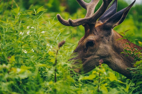 brown deer on green grass during daytime in High Tatras Slovakia