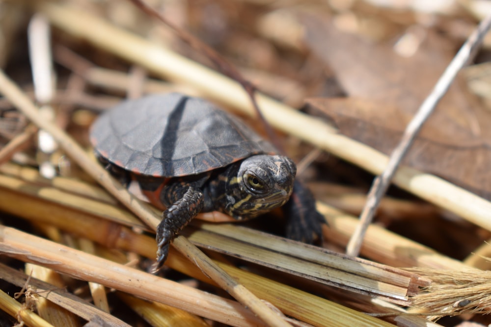 brown and black turtle on brown wooden surface