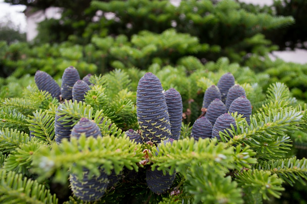 green plant in close up photography