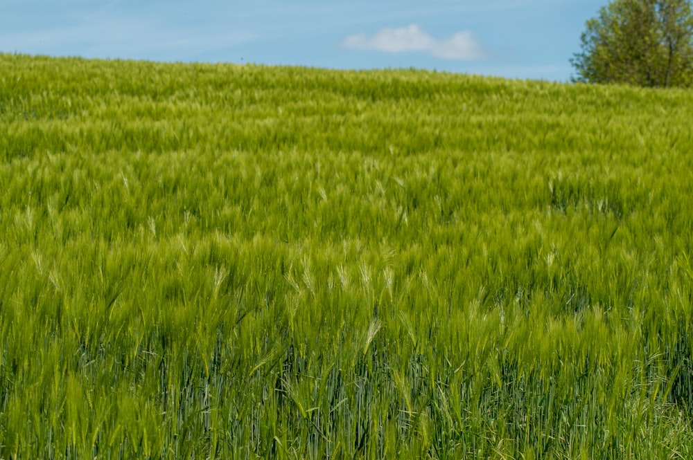 green grass field under blue sky during daytime