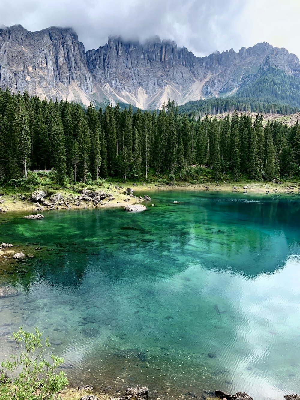 green pine trees near lake during daytime