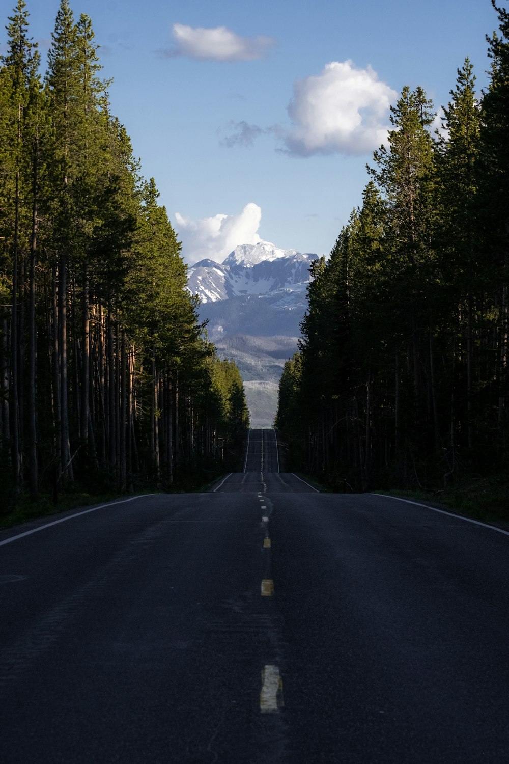 empty road between trees during daytime