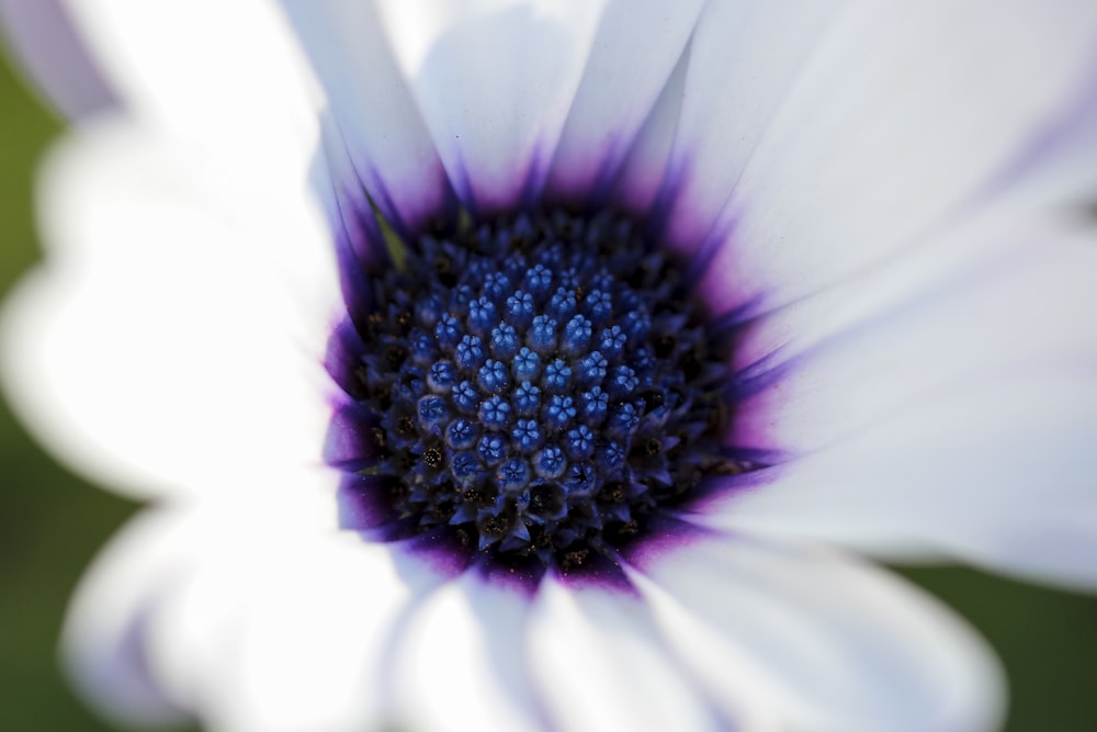 fleur blanche et violette en fleurs photo – Photo Plante Gratuite sur  Unsplash