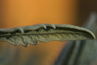 Close-up shot of a warm sand and champagne gold textured surface blending with deep forest green leaves.