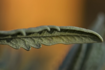 Close-up shot of a warm sand and champagne gold textured surface blending with deep forest green leaves.