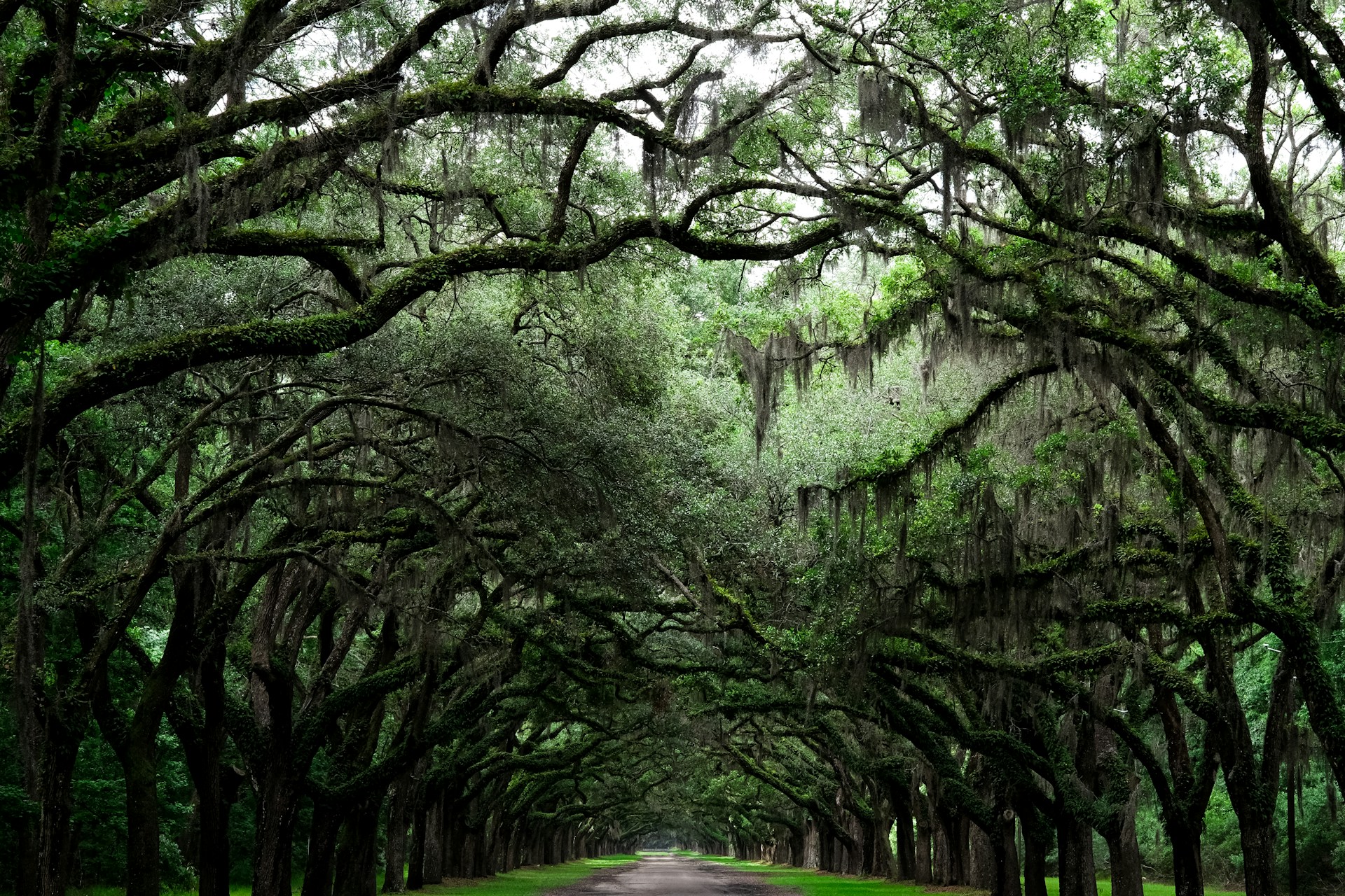green trees near road during daytime