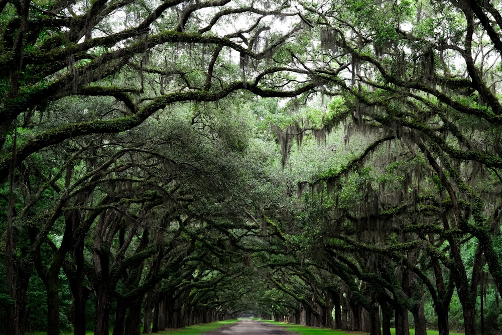 green trees near road during daytime