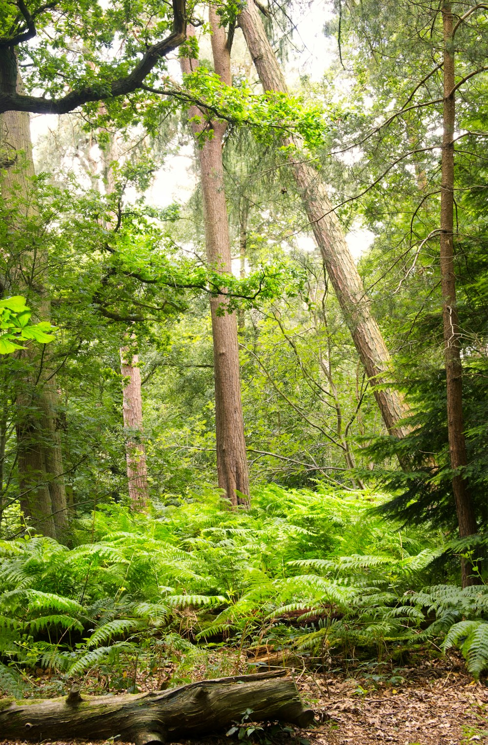 green grass and brown trees