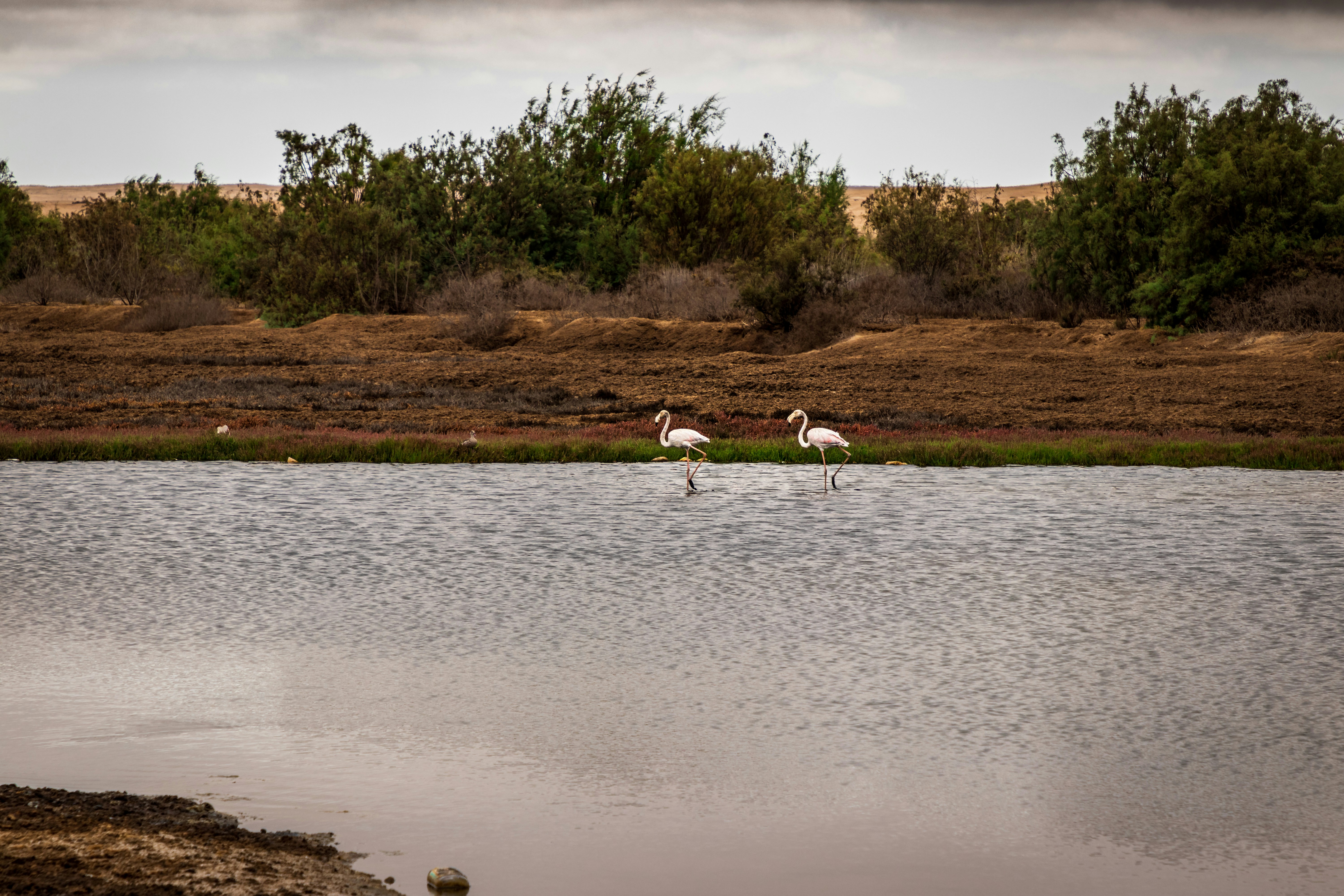 white bird on water during daytime, 
