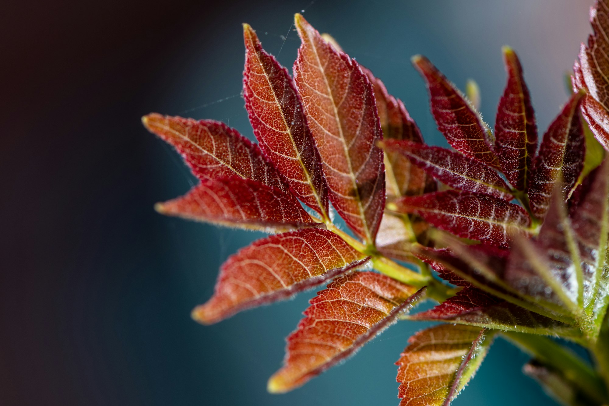 young ash leaves