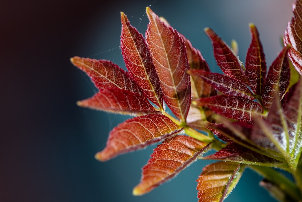 red and green leaf in close up photography