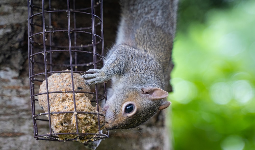 gray squirrel on brown wooden log during daytime